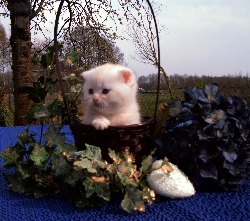 Desert Dance Scottish Fold Kater